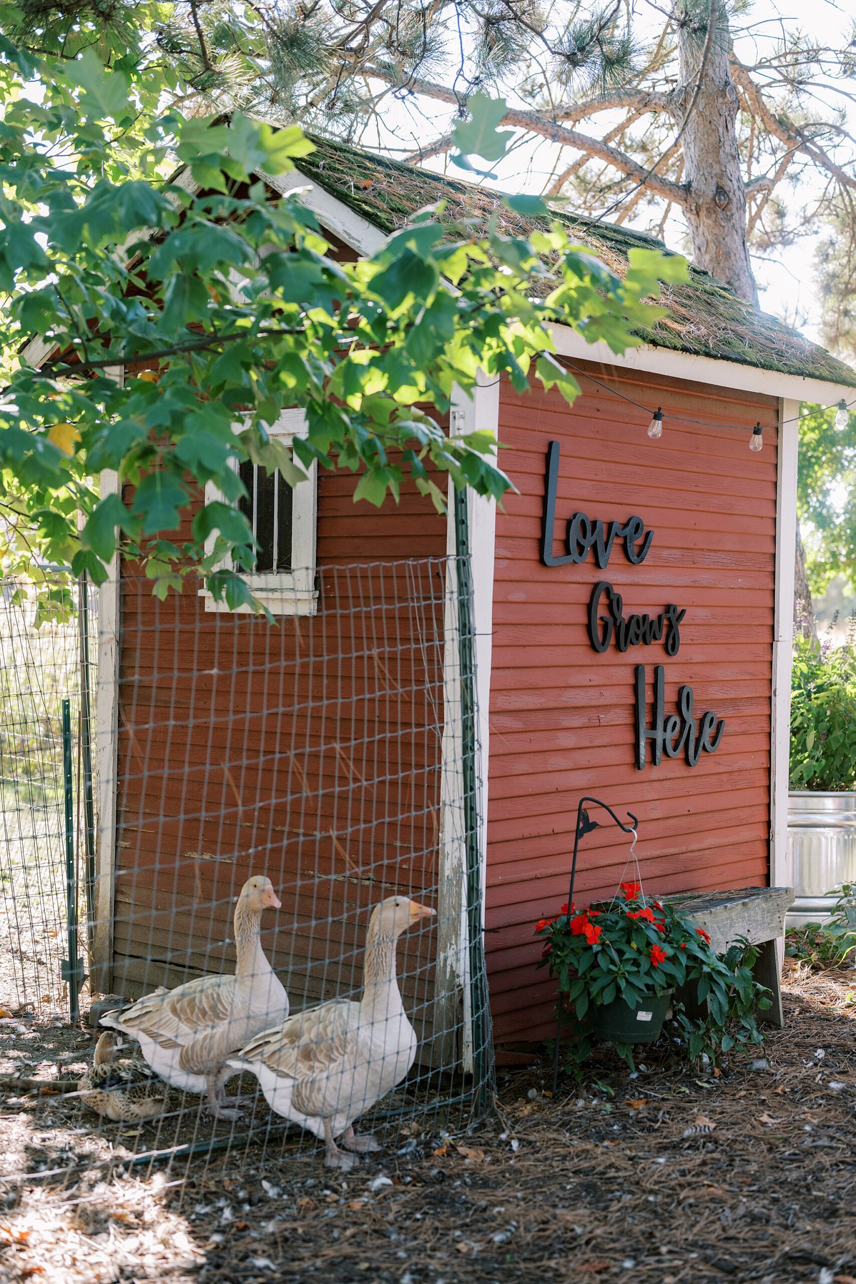 Fall wedding photos at Rosewood Farm in Sugar Grove, Illinois with Chicago wedding photographer Kim Ritchie Photography.